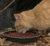 Oleada de abandono de gatos recién nacidos en San Román de los Montes