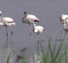 Las lluvias favorecen el flujo de aves migratorias a los humedales de nuestra región