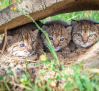 Confirman el nacimiento de tres crías de lince en el Parque Nacional de Cabañeros