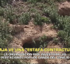 ASAJA pide investigar las peritaciones por los daños del conejo - 15/05/2026