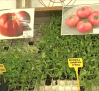 Una empresa de Aguas Nuevas recopila semillas de tomates autóctonos desde hace más de 30 años