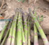 Recogemos espárragos verdes en Romanones y Armuña de Tajuña