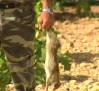 Mesa provincial del conejo en Toledo para el plan de seguimiento y ayuda a los agricultores