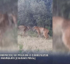 Pelea a cabezazos de dos linces ibéricos en Viso del Marqués