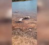Más de una veintena de animales aparecen ahogados en "El Talave"