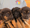 Rescate de cuatro cachorros en Cenizate por el Refugio Animalea