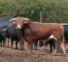 Conocemos la finca La Morera en Fuentelencina