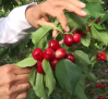 La empresa "El Ciruelo" ya está en plena recolección de la cereza