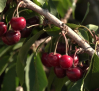 Están en plena temporada de recogida de cerezas en la provincia de Albacete