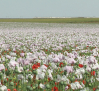 Recolectores de amapola blanca en zonas rurales de Toledo: peregrinos anuales en busca de opio