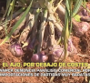 El ajo, por debajo de costes - 03/06/2026