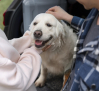 Más de 15 millones de mascotas viven en hogares de nuestro país, casi 752000 en Castilla-La Mancha