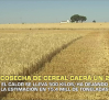 La cosecha de cereal caerá un 29 % - 05/06/2026