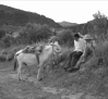 Las actividades para conmemorar los 80 años del "Viaje a La Alcarria" de Camilo José Cela