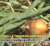 La cebolla tropieza con más stock - 09/06/2026