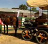 Agudo vuelve a celebrar su Feria Agropecuaria