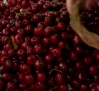 Recolecta y curiosidades de la cerezas