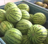 Comienza la temporada de melones y sandías