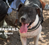 Artemis, otro ejemplo de abandono y de cría de perros de raza