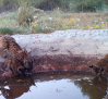 Los cinco primeros cachorros de lince nacidos en Cuenca elevan a trece ejemplares la población en la provincia conquense
