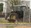 Confirmados cuatro focos de la enfermedad de Newcastle en Valladolid - 23/06/2026