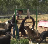 Guarderías caninas, un negocio que aumenta en verano