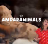 Consejos para cuidar de tu perrita después del parto