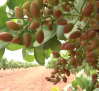 Villanueva de la Jara, se convierte en la planta procesadora de pistacho más grande de Europa