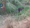 Rescatan canguros, corzos y perros entre cientos de pollos muertos en un cultivo de cannabis en Malagón