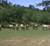 Los últimos caballos salvajes de Europa
