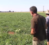 Agricultores de Ciudad Real denuncian el robo hasta 600 kilos de sandías y melones