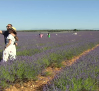Brihuega se tiñe de morado por la lavanda