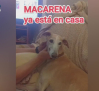 La increíble historia de Macarena y Amparanimals