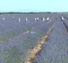 El tren de la lavanda se pone en marcha, desde Madrid a Brihuega