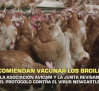 Recomiendan vacunar los broilers- 14/07/2026