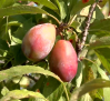 Ciruelas, la fruta emblemática de Olías del Rey