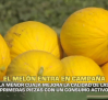 El melón entra en campaña - 16/07/2026