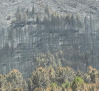 Un convoy recorre la zona asegurada de los incendios en la provincia de Guadalajara