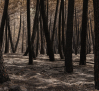Un fondo específico y diversas ayudas para recuperar la Sierra Norte tras el incendio de La Mierla