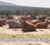 El campo - 27/07/2026