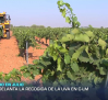 El calor adelanta la vendimia a julio en algunos puntos de la región