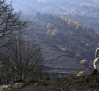Mejora la situación del incendio forestal de Burgohondo tras reactivarse cerca de La Iglesuela