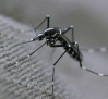 Siguen aumentando en España las enfermedades transmitidas por mosquitos