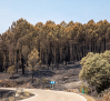 Controlado el incendio de La Mierla (Guadalajara)