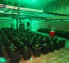 Cae un grupo criminal con 390 plantas de marihuana que operaba desde un chalet de Chiloeches