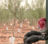 Más hectáreas de olivo que de vid en Castilla-La Mancha