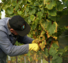 Preacuerdo en el convenio de vinícolas de Ciudad Real, con subidas salariales y reducción de jornada