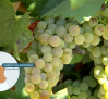 Comienza la vendimia de la variedad "chardonnay"