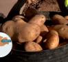 Recogemos patatas en La Cañada, una explotación de Sonseca