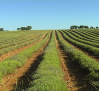 Comienza la recolección de lavanda en Brihuega